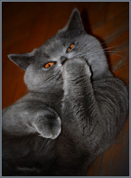 Юлия Михайлова