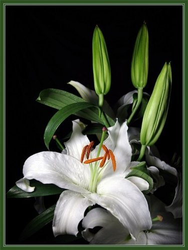 Лилия Эйвазова