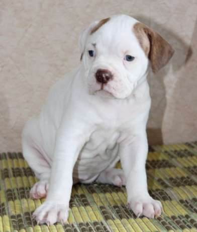 Неизвестная ...