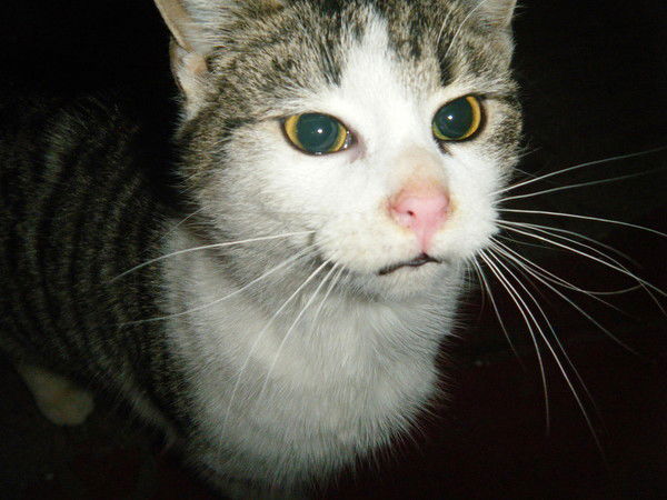 Алексей Кононов