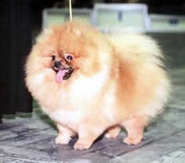 Ирина Михайленко