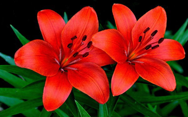 Лиза Кацалапенко