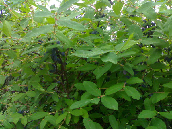 Владимир Толкачёв