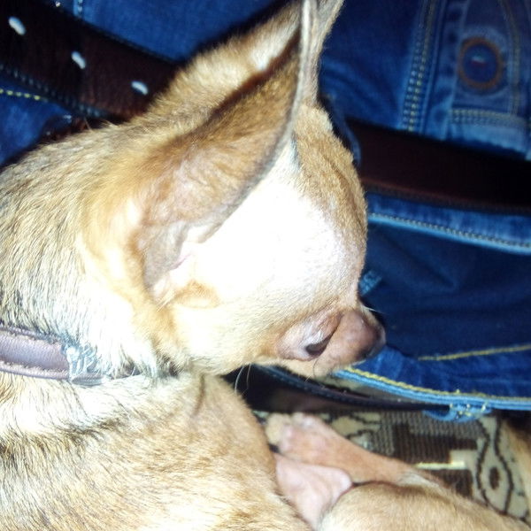 Лили Лилечка