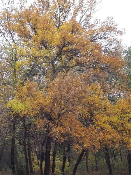 Валентинка Ишинка