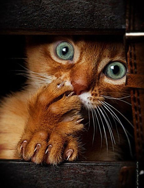 Привет Всем