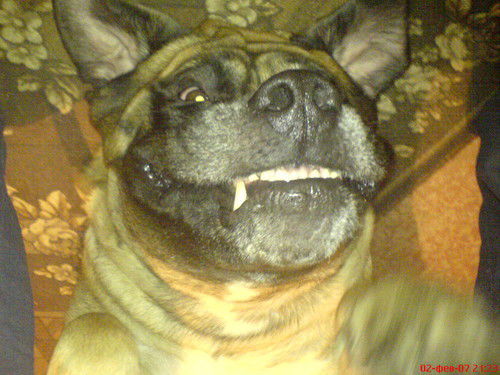 Елена Ойохо Патрик