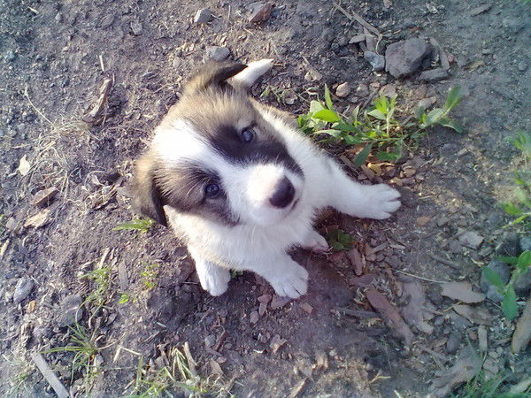 Данил Костарев