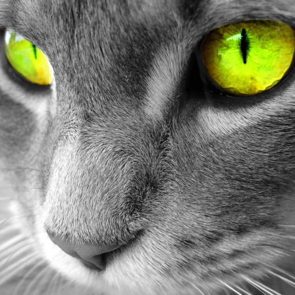 Александр Медведев