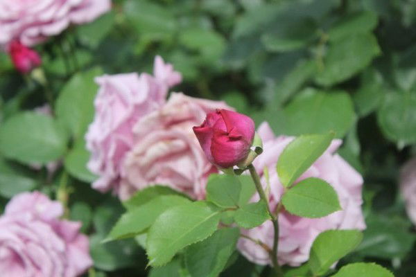 Анастасия Котова