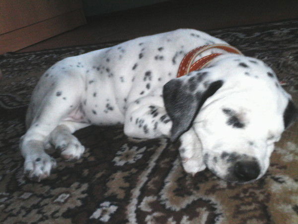 Ирина Тимошенко