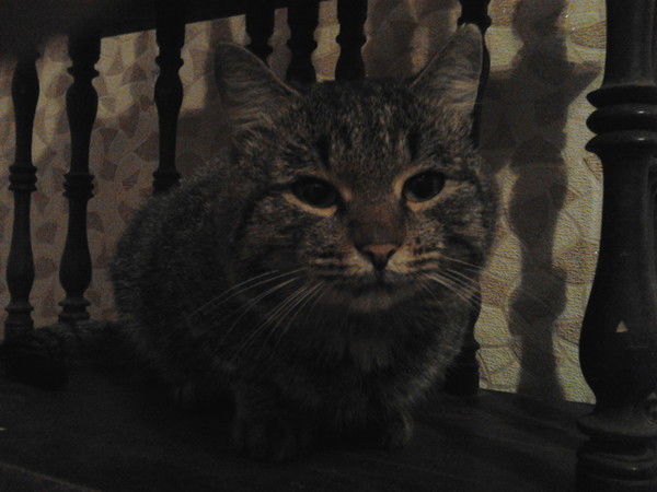 Гошан Гошанович