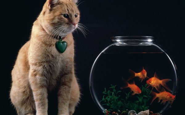 Леся Кісіль