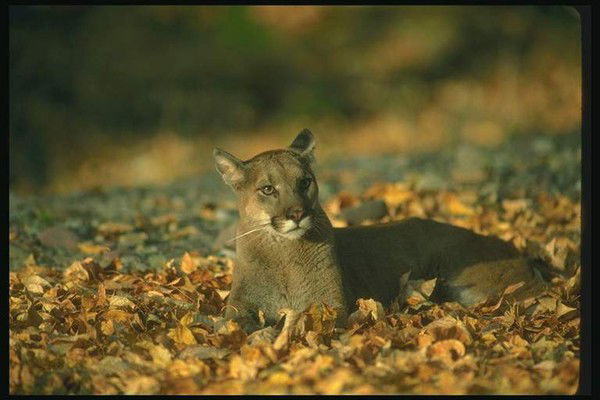 Гульнара Кисеева