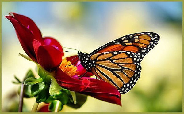 Валентина Петрунина