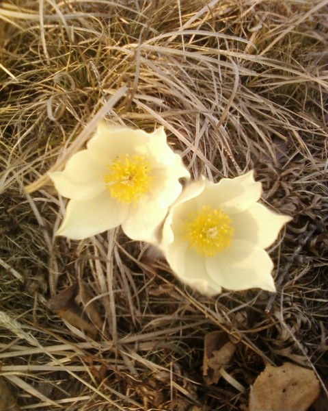 Егор Петров