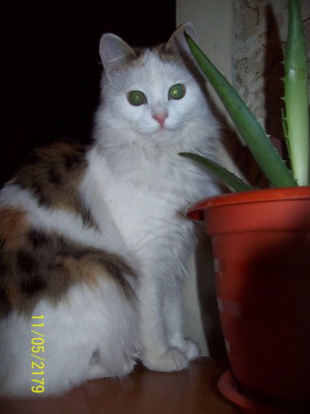 Анастасия Грищенко