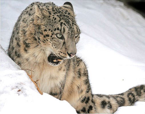 Александр Цокиев