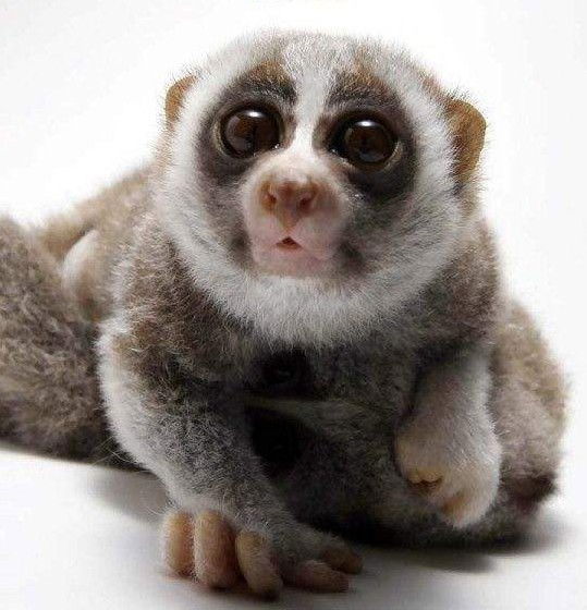 Евгений Обухов