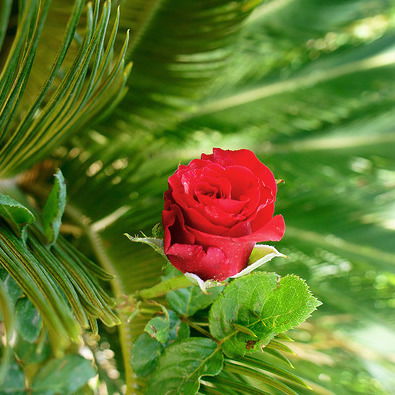 Эльвира Долягина