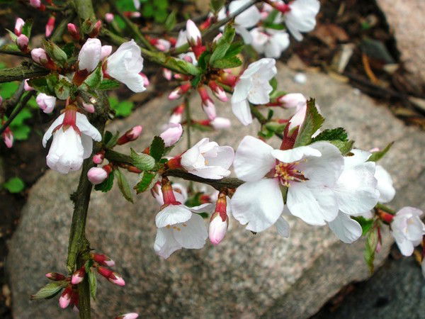 Veronika Барканова