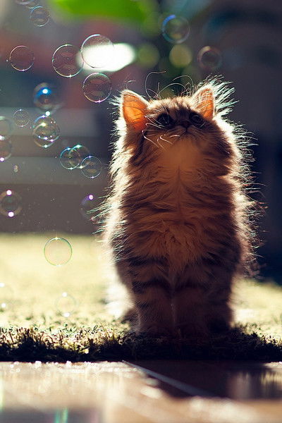 Даша Роженцева