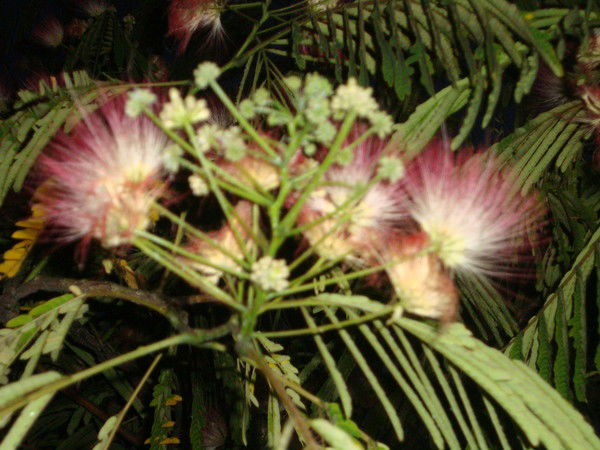 Диана Хасанова