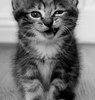 Виктория Еремеева