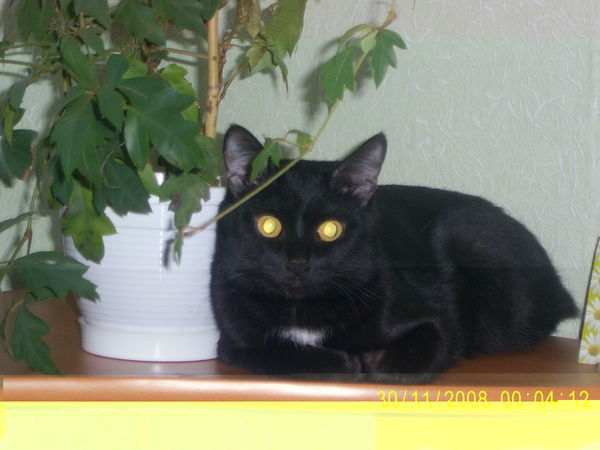 Евгений Ваняшкин