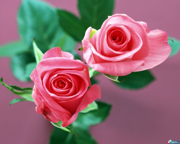 Эдуард Эстрин