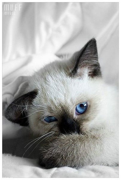 Елена Янько