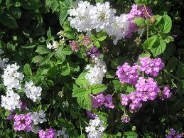 Ооо Лантана