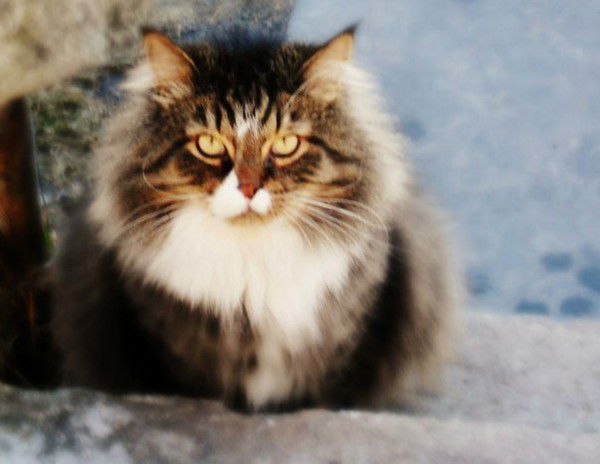 Вероника Бакулина