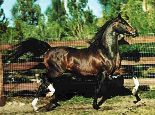 Галымжан Калиев