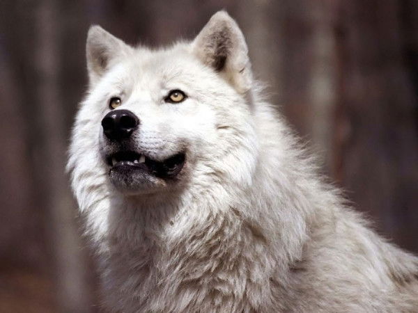 Виктор Вельмякин