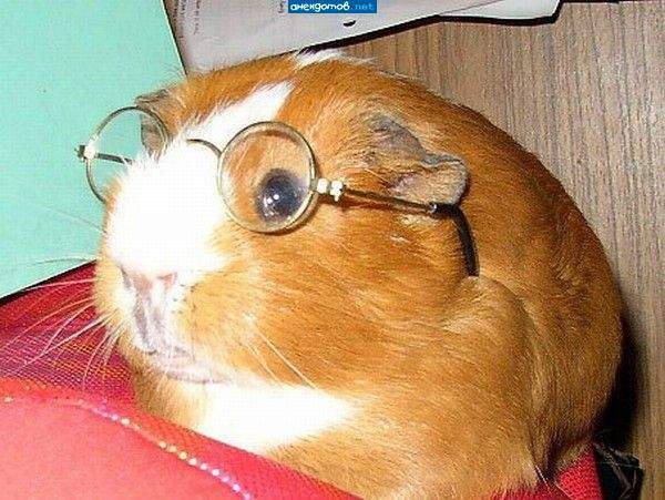 Ольга Журавская