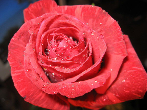 Виктория Староверова