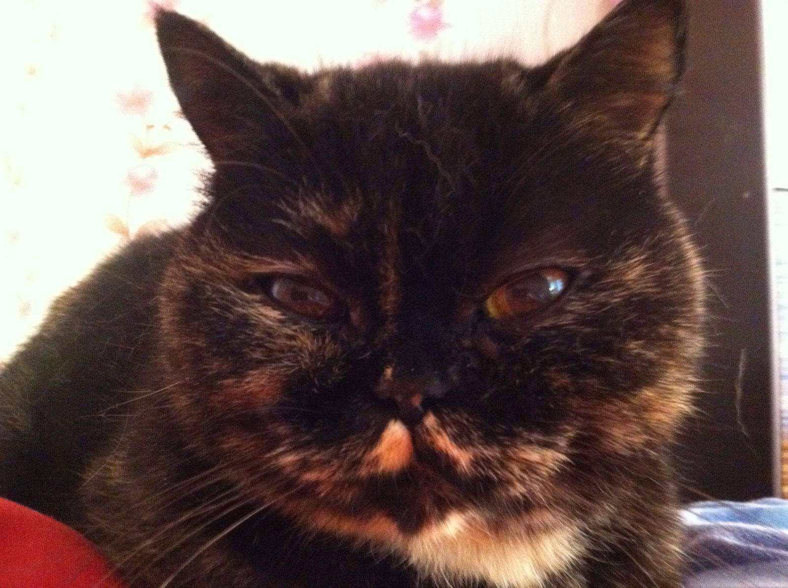 Наталия Ротова