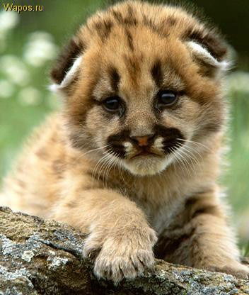 Никита Разгулин