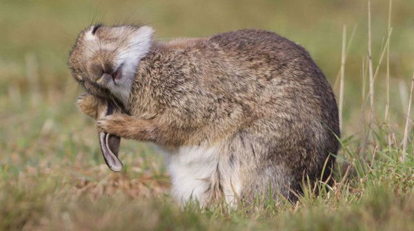 Сергей Грек