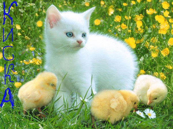 Мейрамбек Суанбеков