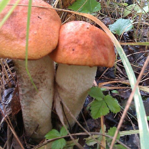 Юрий Коробков