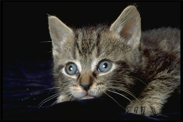 Диляра Суржикова