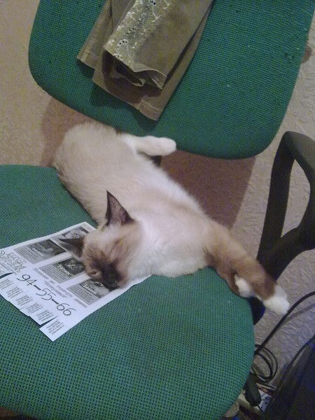 Алия Хасанова