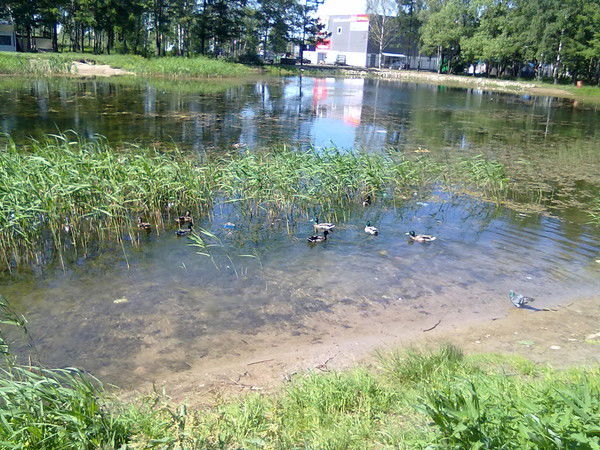 Анастасия Дворецкая