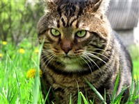 Александр Плетнев