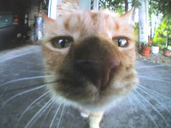 Дима Димульчик