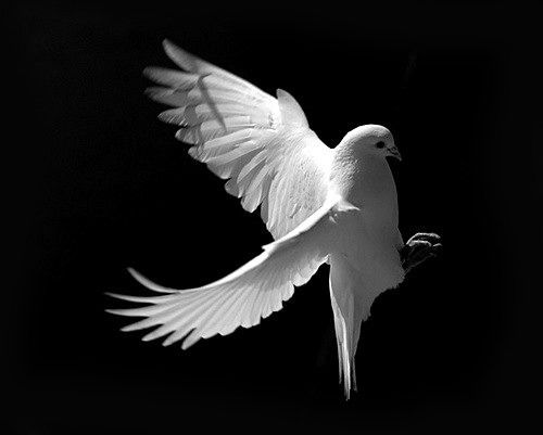 Дмитрий Мухин