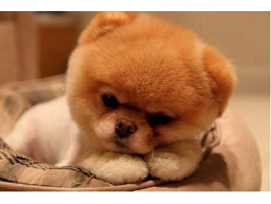 Елена Ветрова