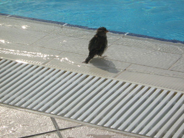 Ольга В. Климентьева